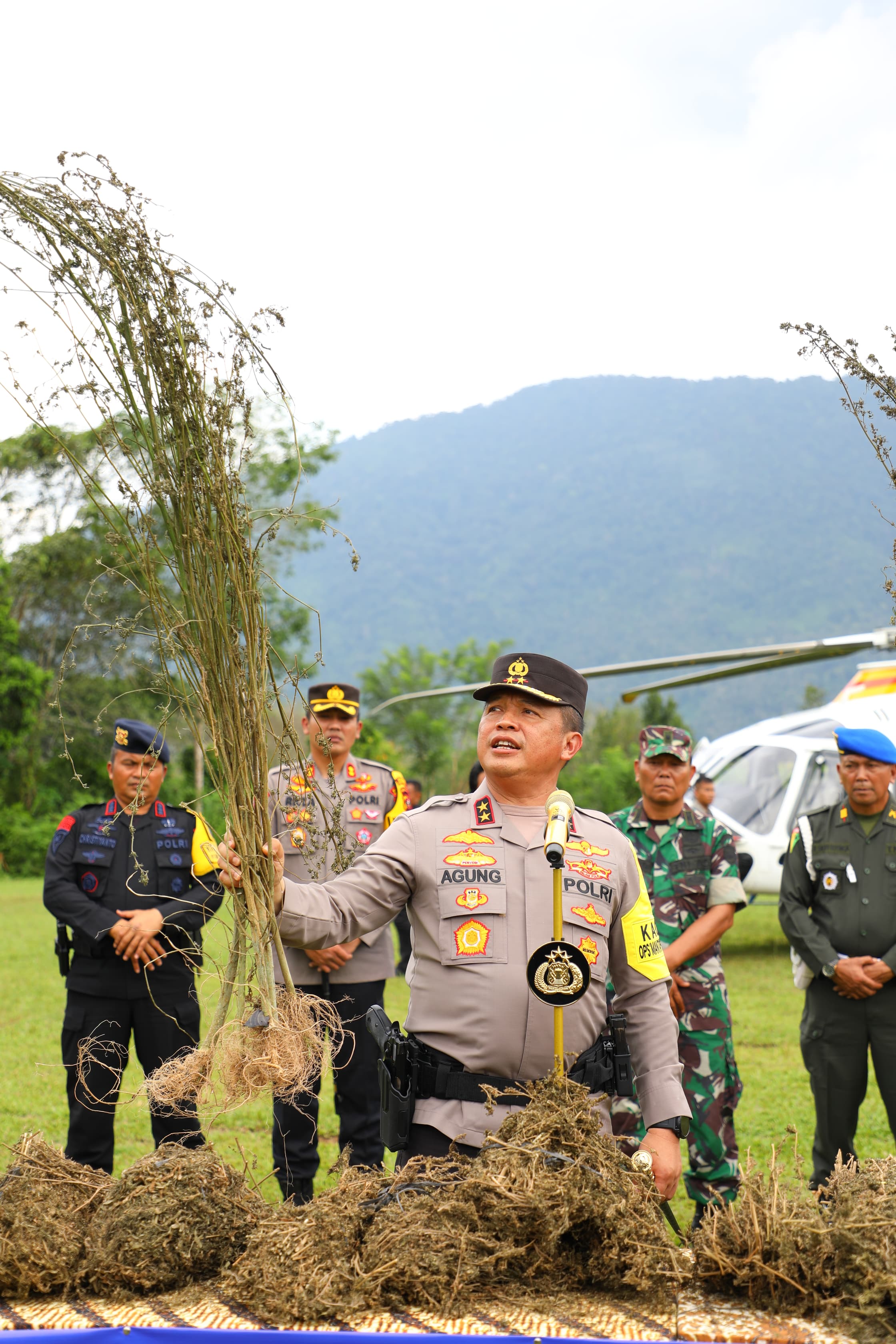 Kapoldasu dan Pangdam I/BB Pimpin Operasi Perburuan Ladang Ganja Terluas di Pulau Sumatera