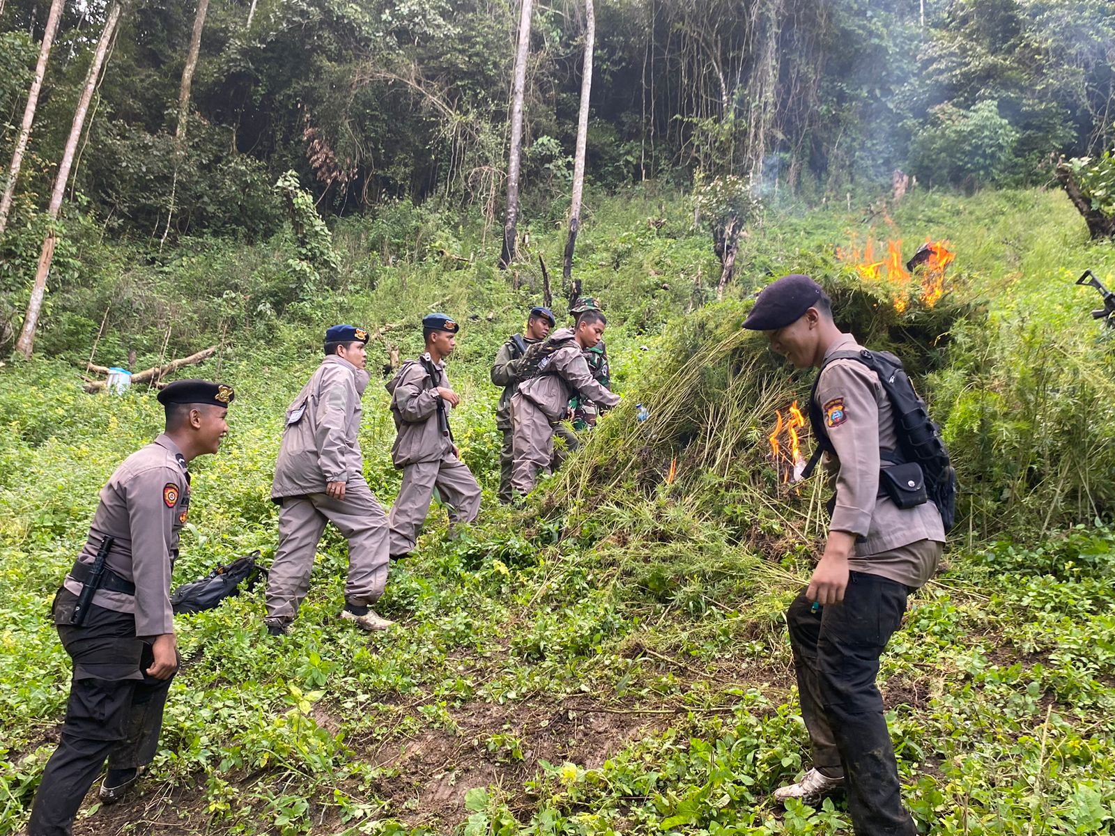 Perburuan Ladang Narkoba Polda Sumut Musnahkan 110 Ton Ganja