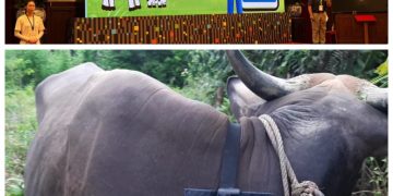 Moo Apps sebuah inovasi teknologi yang dirancang sebagai alat pemantau kesehatan hewan ternak terintegrasi dengan aplikasi ponsel.