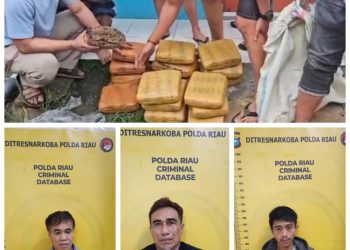 Tim Opsnal Subdit 2 Ditresnarkoba Polda Riau saat melakukan penggerebekan 15,61 Kilogram narkotika jenis ganja, Sabtu (18/1/2025).